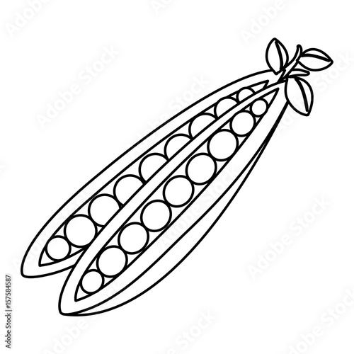 string bean fresh vegetable icon vector illustration design © Gstudio