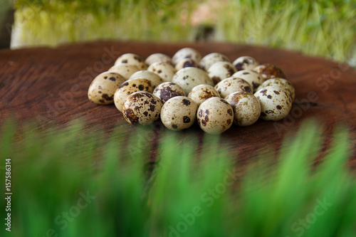 Huevos de codorniz 