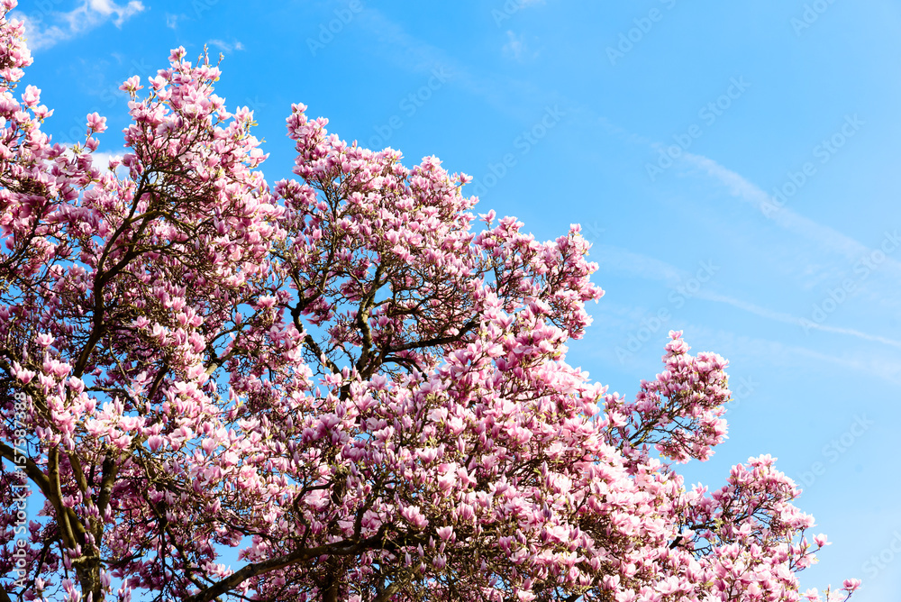 Blühende Magnolie vor strahlend blauem Himmel