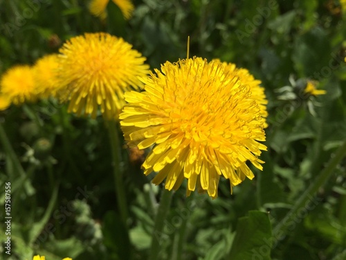 flower  green  spring  dandelion  yellow  nature  summer  grass  plant  beautiful  meadow  field  background  season  blossom  natural  closeup  day  springtime  outdoor  color  herb  floral  flora  b