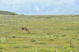 Guanaco grazing in patagonia field, taked from fare