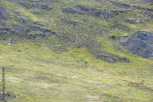 Big heard of guanacos wlaking up a hill in the chilean patagonia photo