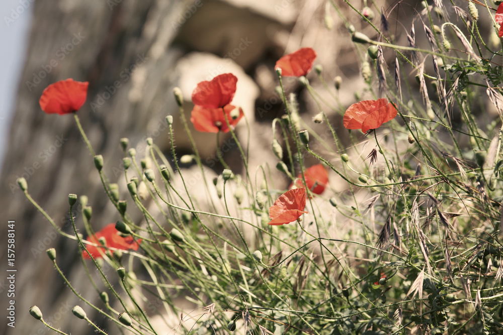 Naklejka premium Poppy flowers. Beautiful vintage nature background