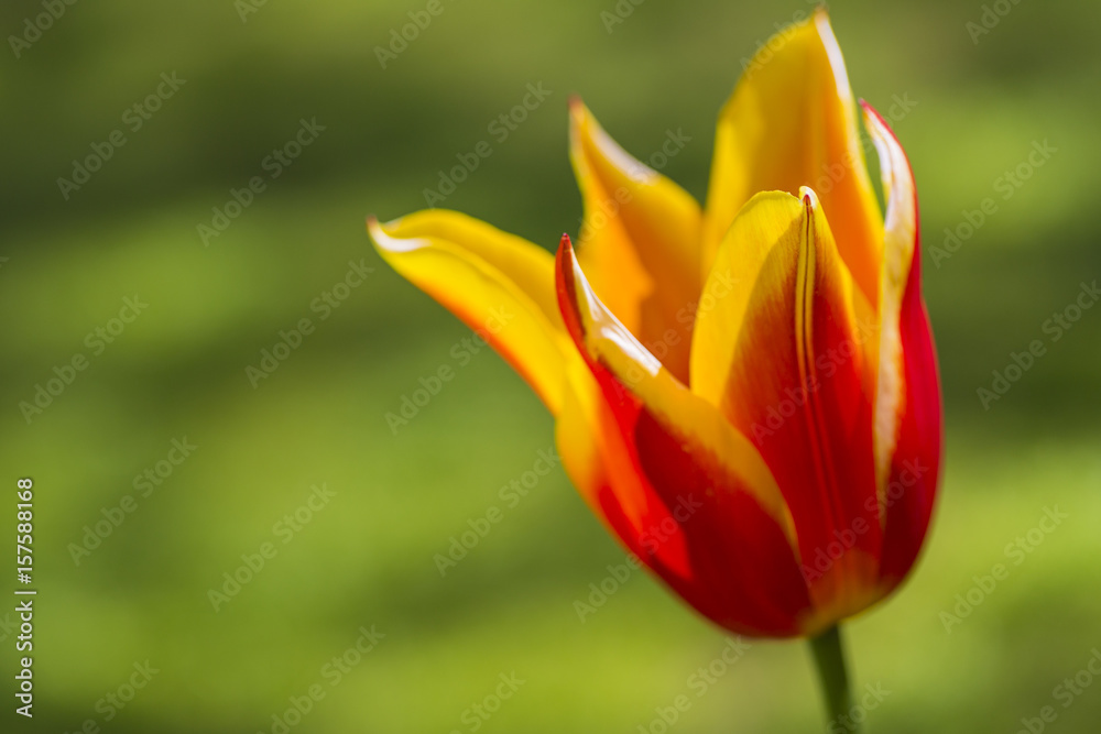 Closeup of One Separate Dutch Yellow -Red Tulip of Sort SYNAEDA KING in National Flowers Park Keukenhof in Netherlands. Closeup of One Separate Dutch Yellow -Red Tulip of Sort SYNAEDA KING in National Flowers Park Keukenhof in Netherlands.
