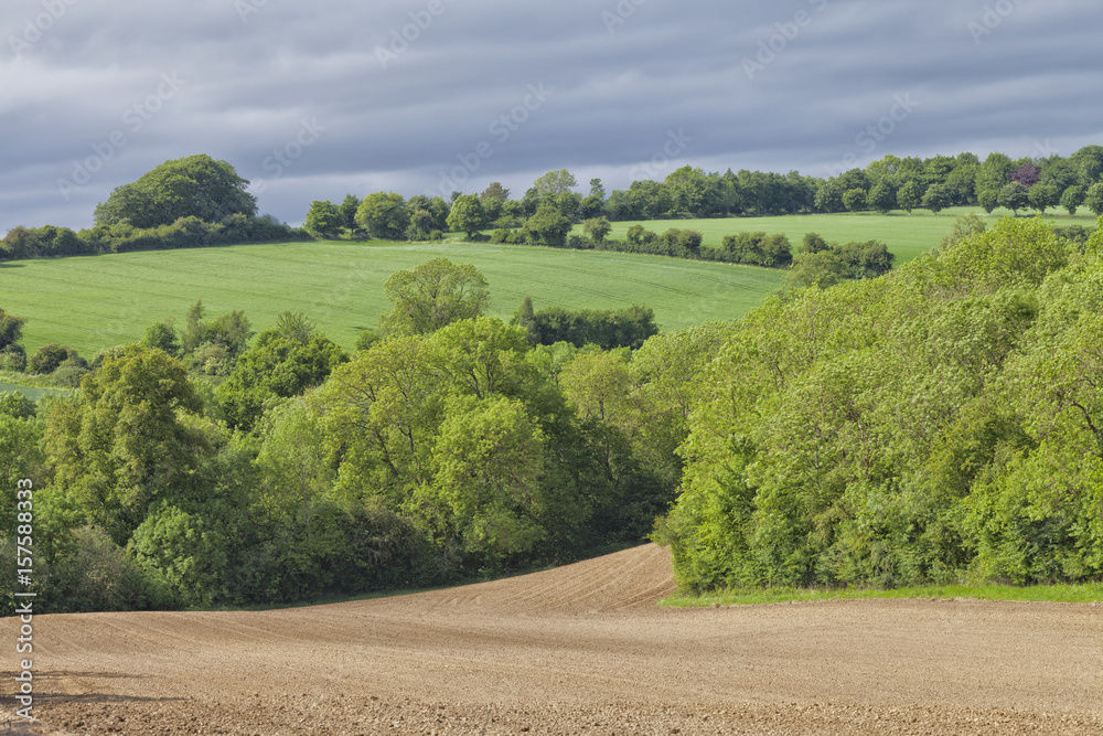 plowed agriculture field between trees and green wheat farmland on a hill in an English countryside .