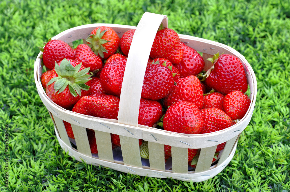 27 Best Panier De Fraises Images Stock Photos Vectors Adobe Stock