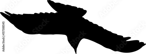 crow in flight isolated on white background