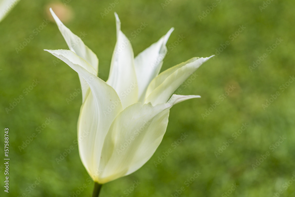 Obraz premium Closeup of National Dutch White Tulip of sort JOHAN CRUIJF in Keukenhof National Flowers Park in Netherlands.