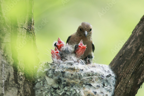 Chaffinch feeds its young mouthed Chicks in the nest