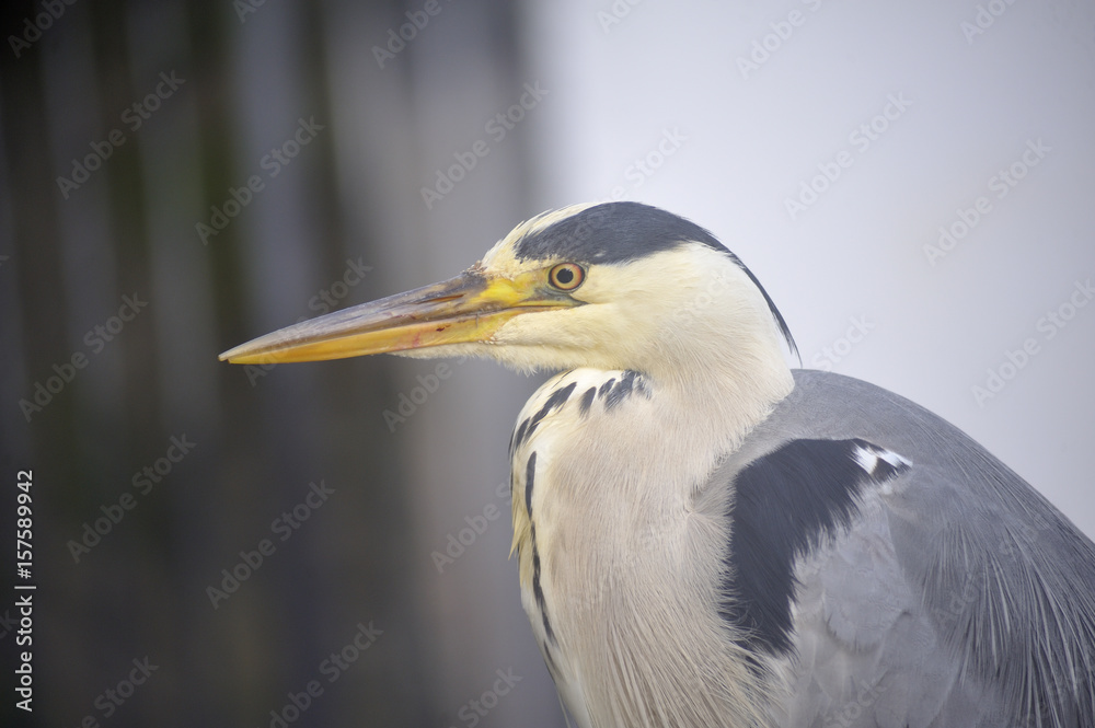 Grey Heron Close Up Grey Heron Close Up