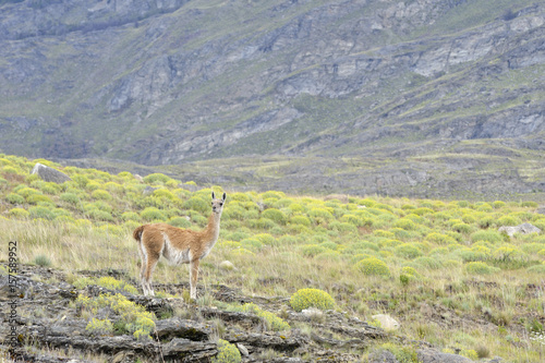 Guanaco standing in the patagonia