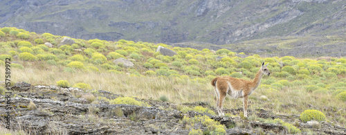 Panoramic view with guanaco stading in the patagonia