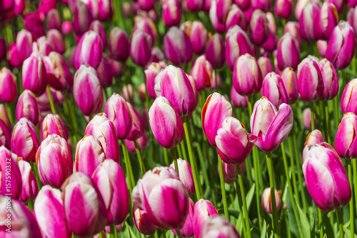 Lots of Different Colorful Dutch Tulips in Keukenhof National Flowers Garden in Holland.
