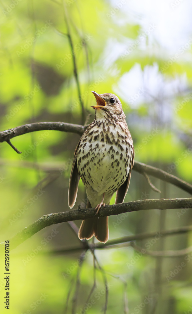bird thrush sings loudly in the spring woods bird thrush sings loudly in the spring woods