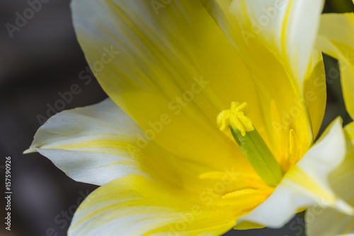 Macro Closeup of yellow Dutch Tulip of sort - BUTLIGHT-  Stamen with Open Petals.