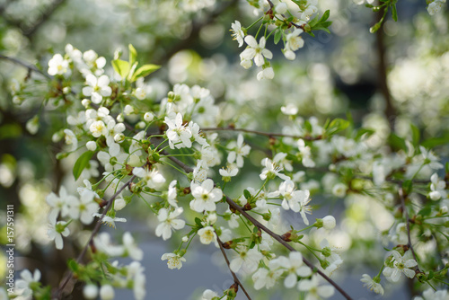 Blossoming of cherry flowers in spring time, natural seasonal floral background