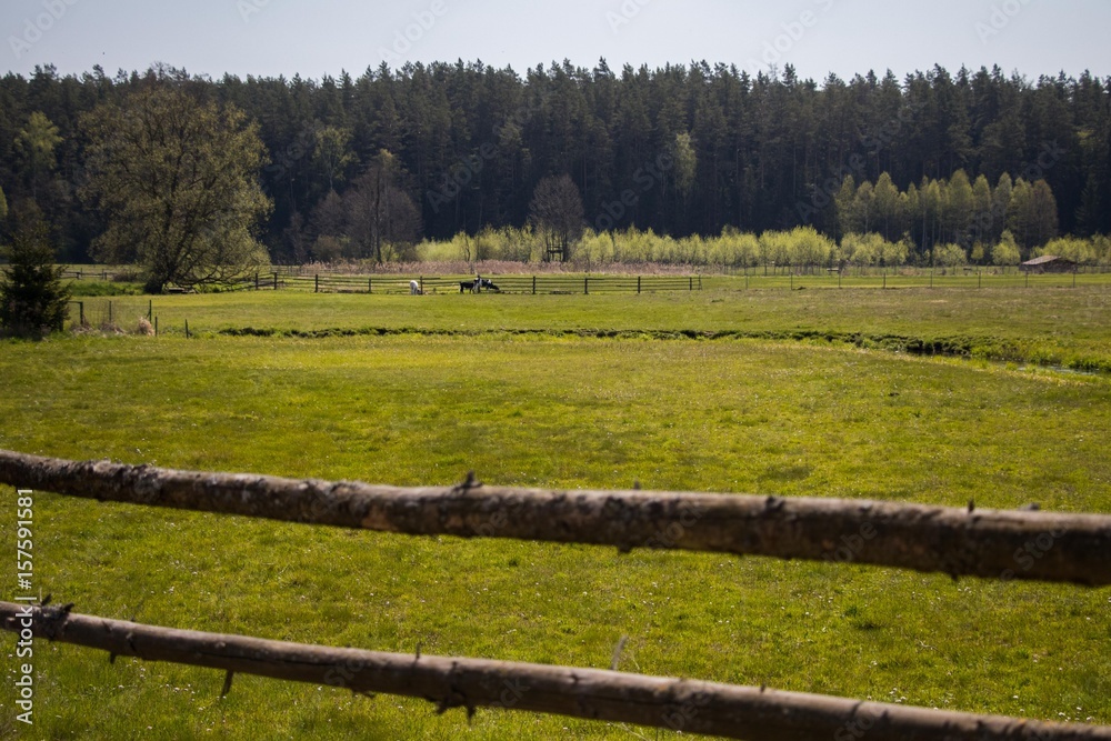 Fototapeta premium green fields with forests