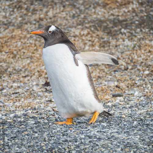 Gentoo penguins colony at Beagle Channel in Patagonia