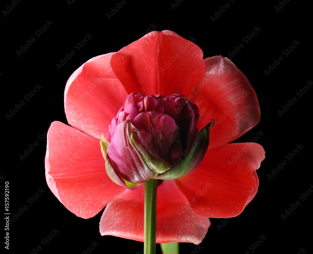 Beautiful tulip flowers on black background, closeup Beautiful tulip flowers on black background, closeup