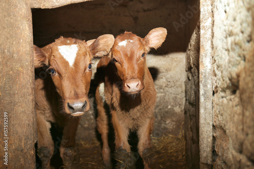 Two calves in cowshed