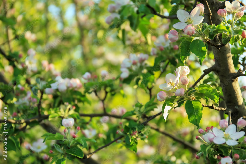 Blossoming apple tree on sunny day