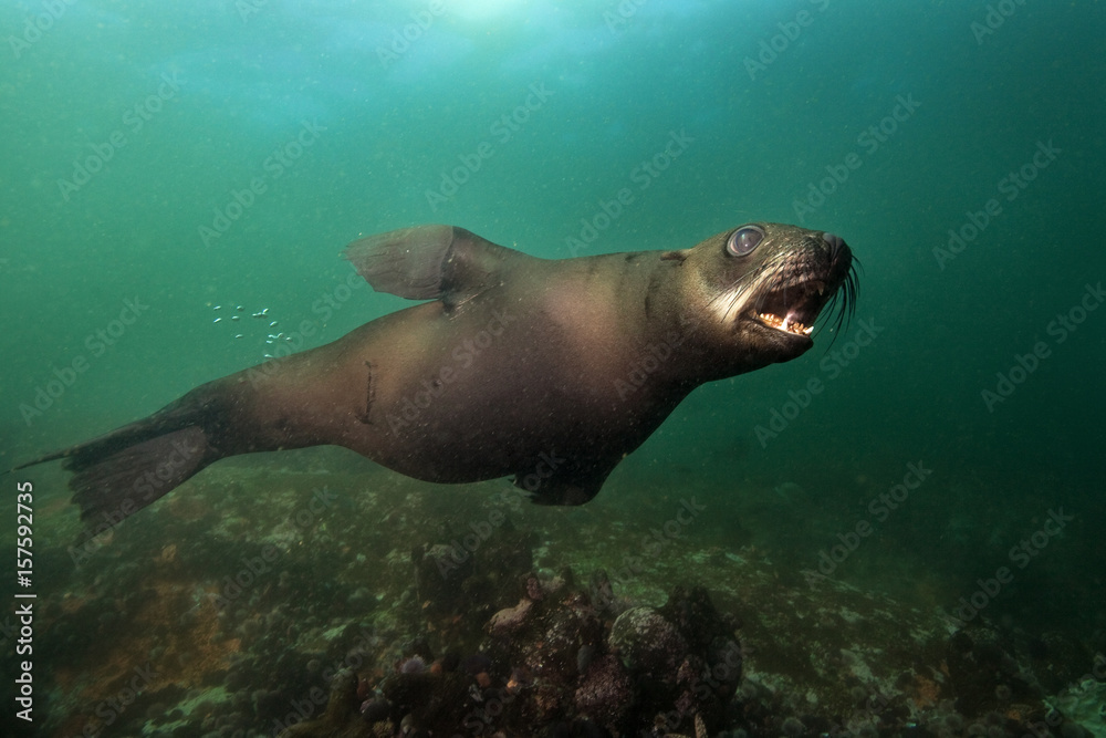 Fototapeta premium brown fur seal, arctocephalus pusillus, South Africa