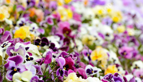Colorful background from flower pansy.
