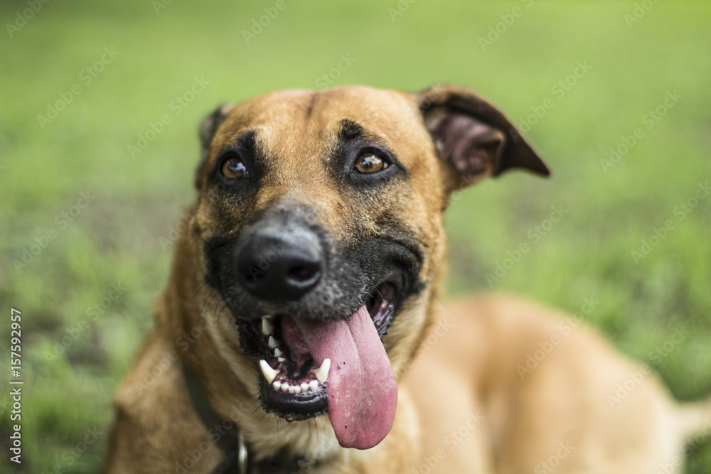 foto blanco y negro de perro mestizo olfateando hoja