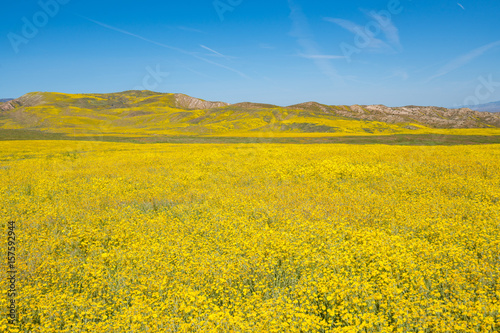 A spring superbloom of flowers in the Carrizo Plain National Monument