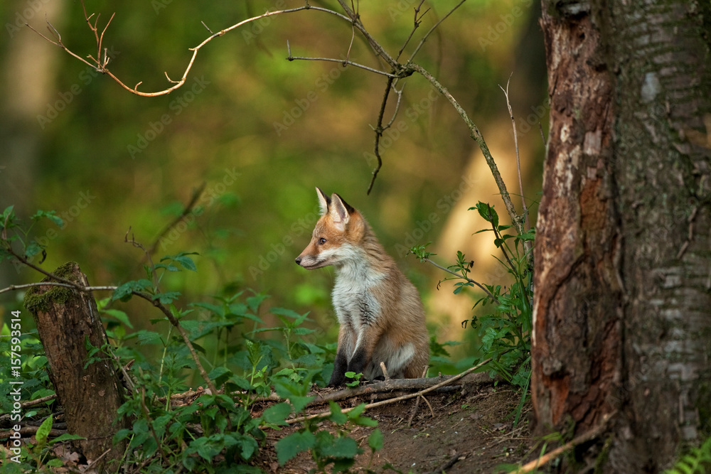 red fox, vulpes vulpes, Czech republic red fox, vulpes vulpes, Czech republic