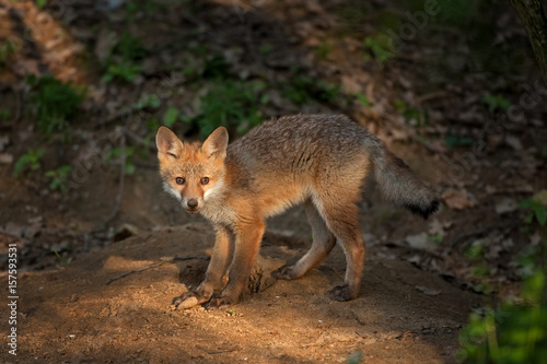 Fototapeta Naklejka Na Ścianę i Meble -  red fox, vulpes vulpes, Czech republic