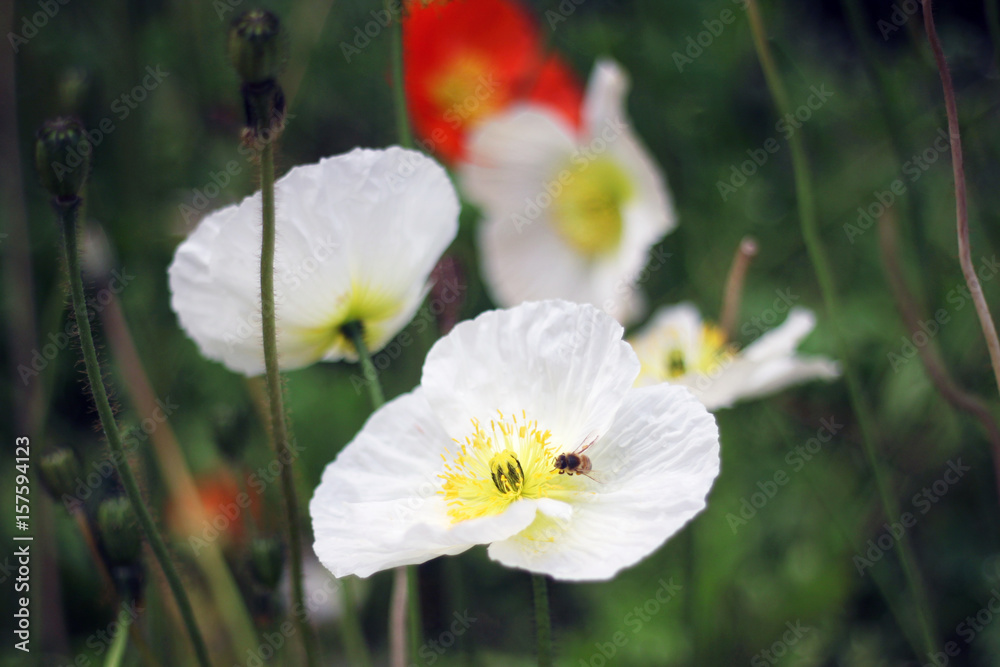 flower flower