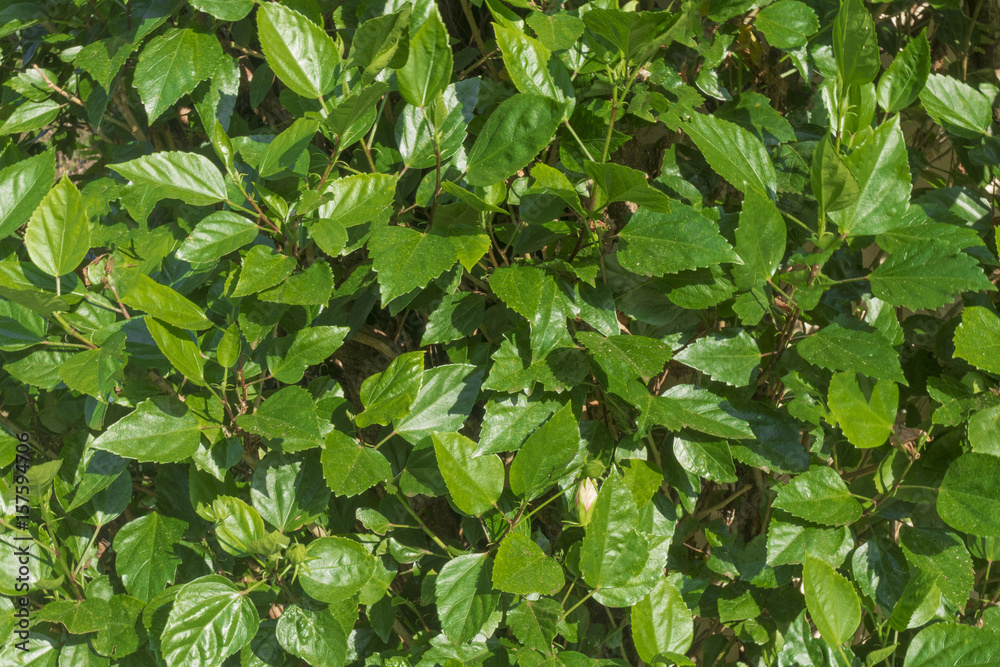 Obraz premium Organic textures - Tropical Green Leafs