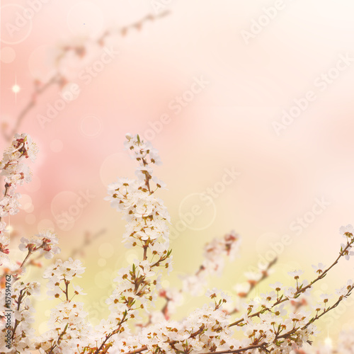 Abstract seasonal spring floral background. Blooming tree branches with apricot white flowers. For easter greeting cards with copy space
