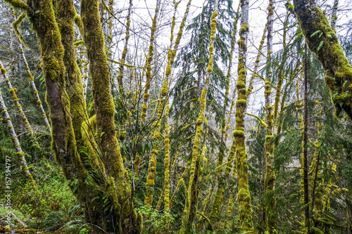 Awesome vegetation with mossy trees at Hoh Rain Forest Washington - FORKS - WASHINGTON