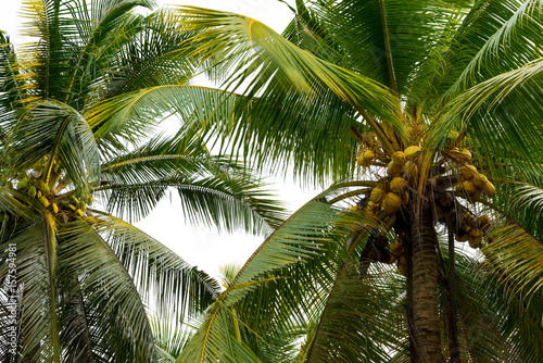 Coconut trees in rural area
