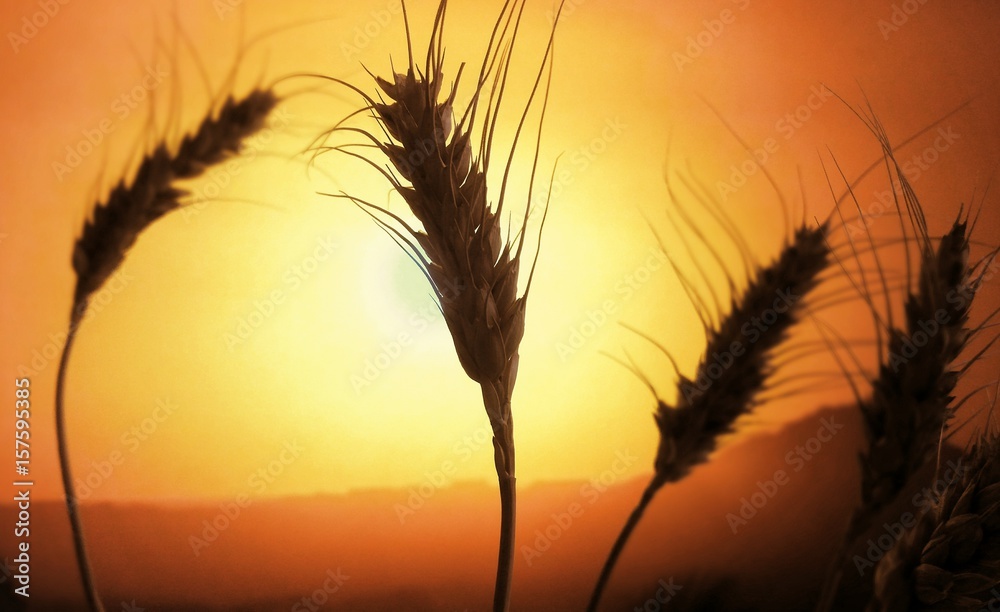 Ears of wheat in the field. Evening light