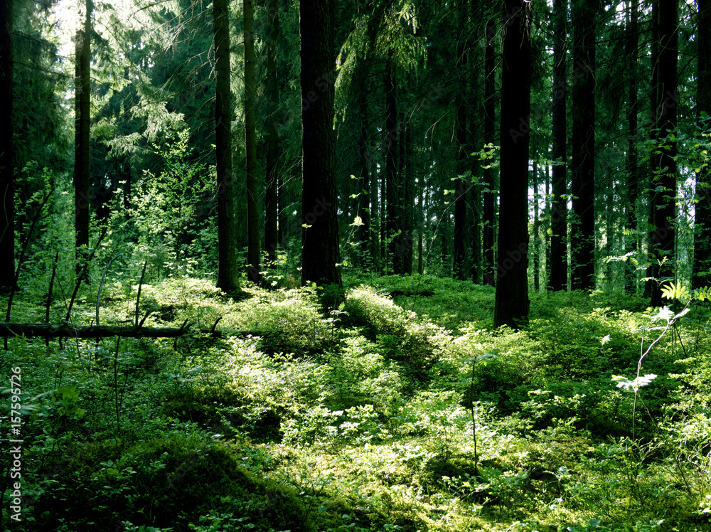 Obraz premium Summer forest, Helsinki Central park, Finland