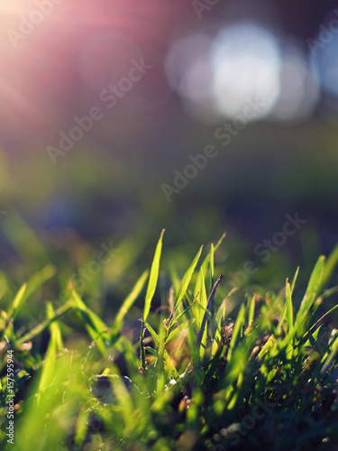 Soft light passing through the grass
