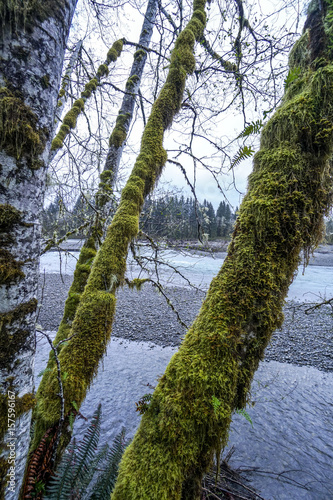 Beautiful rain forest trees at Hoh River - FORKS - WASHINGTON photo