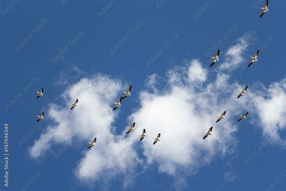 Flock of Pelicans flying Flock of Pelicans flying