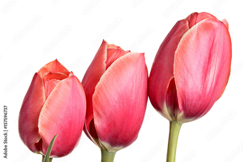 Three tulips isolated on a white background