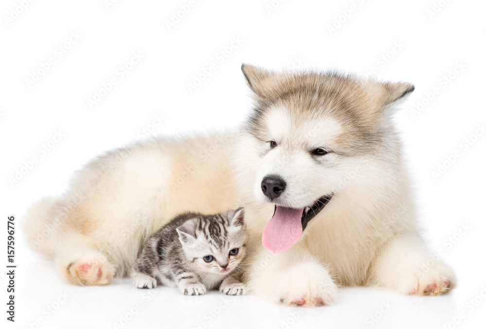 Tabby kitten lying with Alaskan malamute puppy. isolated on white background Tabby kitten lying with Alaskan malamute puppy. isolated on white background
