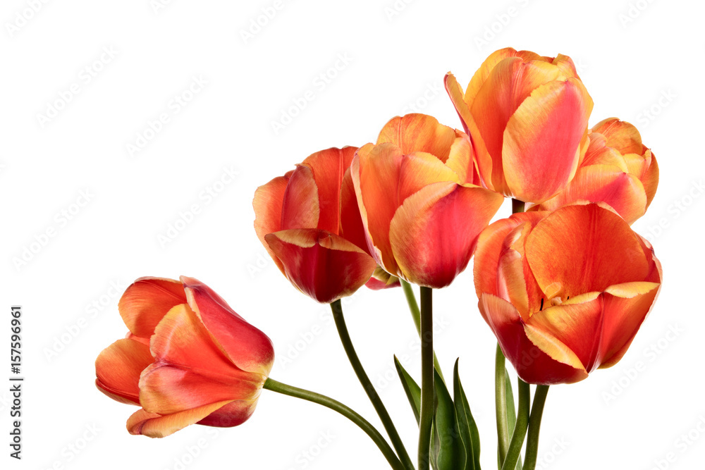 Isolated tulips on a white background Isolated tulips on a white background