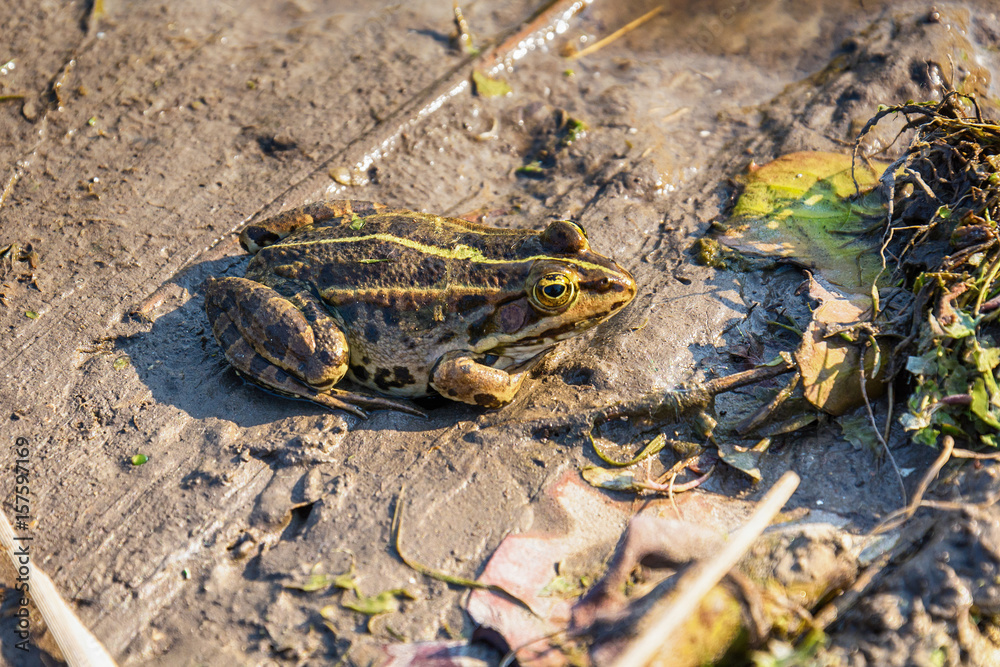 Naklejka premium Frog in the mud