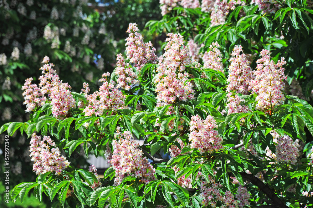 Fototapeta premium Spring blossoming chestnut (Castanea sativa) flower