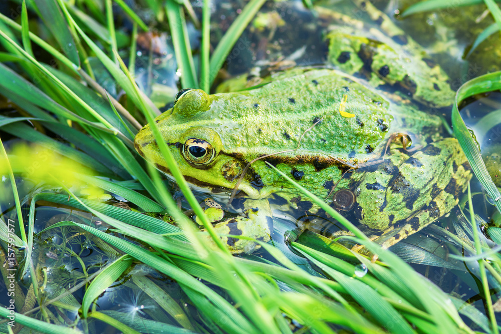 Naklejka premium Frog in the water 