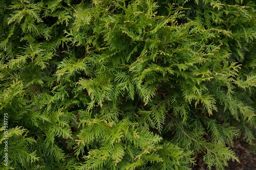 Pine Tree Close Up