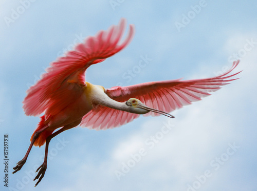 Spoonbill