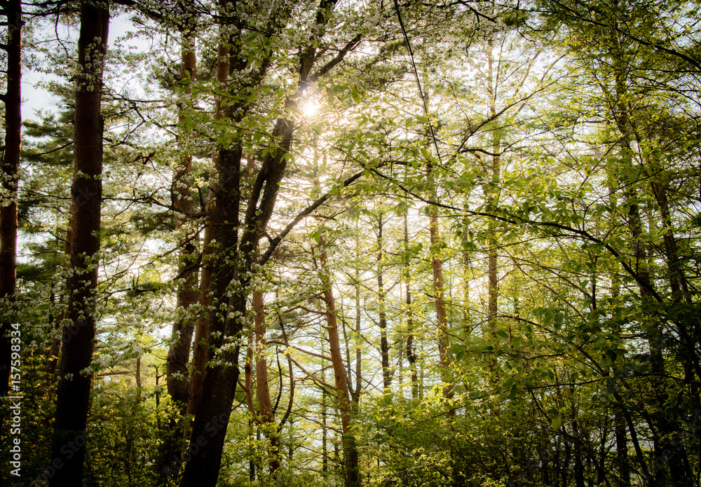 Obraz premium Sun Shining Through Trees